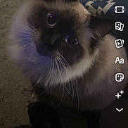 Kitty Baby is registered to the contest to win money with this photo: cat, fluffy, blue_eyes, pet, indoor, carpet, looking_up, animal, cute, feline, whiskers, ears, face, home, dark, technology, screen, app_interface, social_media, story
