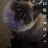 cat, fluffy, blue_eyes, pet, indoor, carpet, looking_up, animal, cute, feline, whiskers, ears, face, home, dark, technology, screen, app_interface, social_media, story