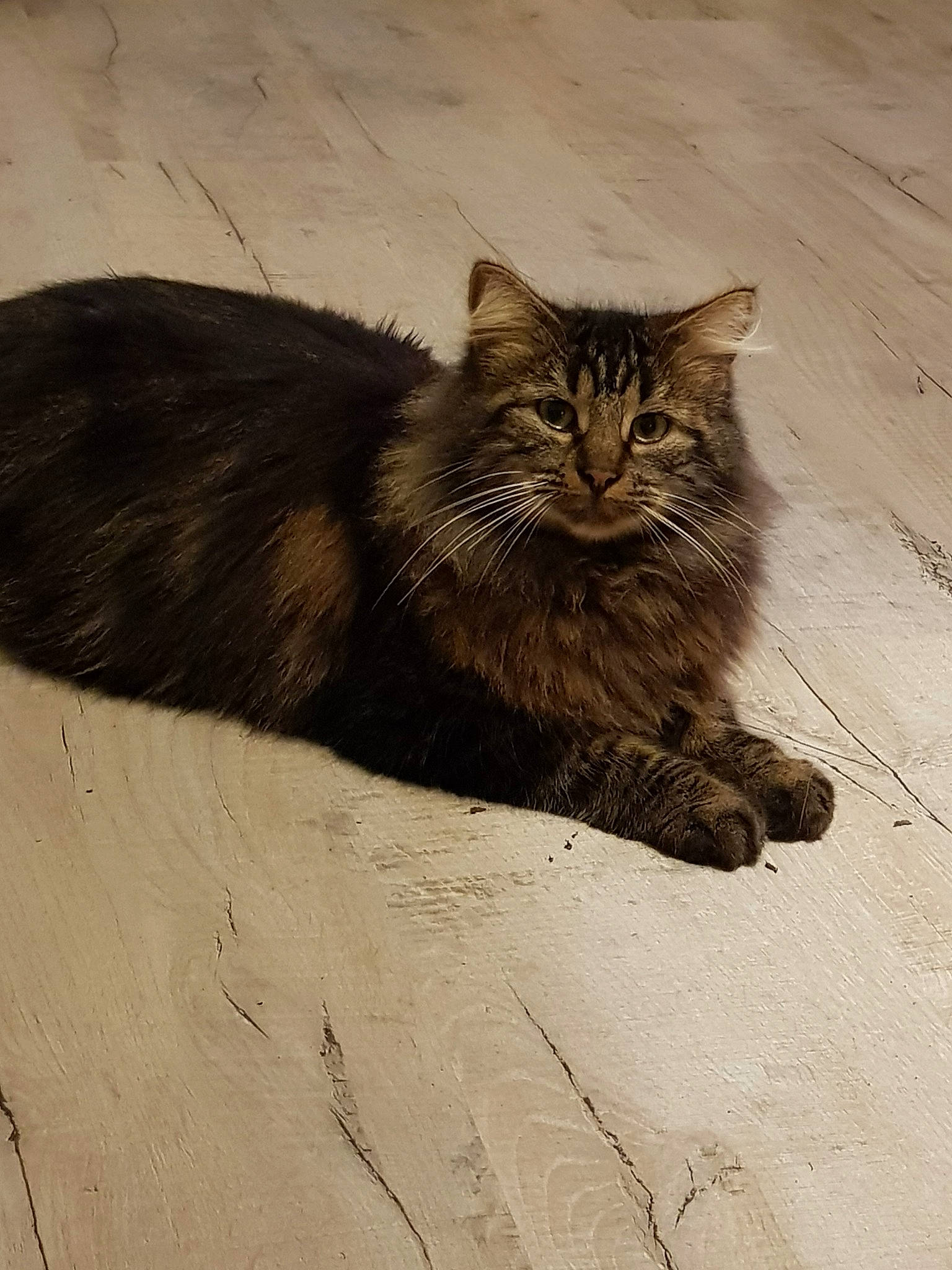 Bellamy a rejoint le concours — aidez-le/la à gagner de superbes lots ! asian, asian_semi_longhair, carnivore, cat, cymric, domestic_long_haired_cat, domestic_short_haired_cat, dragon_li, european_shorthair, eye, felidae, fur, maine_coon, mammal, norwegian_forest_cat, siberian, small_to_medium_sized_cats, tabby_cat, whiskers, wild_cat