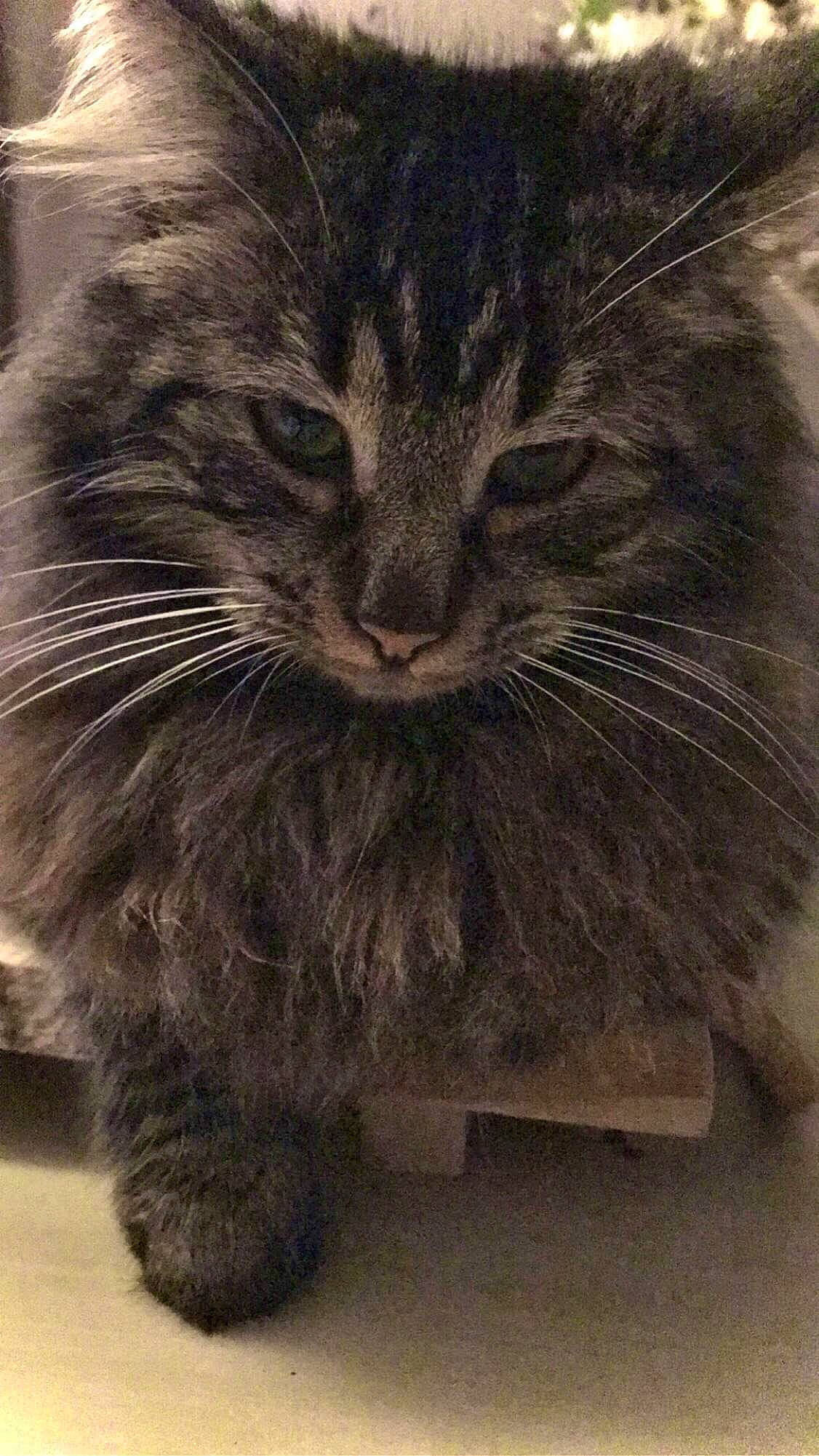 Bellamy participe au concours pour gagner de l'argent avec cette photo : asian_semi_longhair, british_semi_longhair, carnivore, cat, cymric, domestic_long_haired_cat, domestic_short_haired_cat, european_shorthair, felidae, fur, maine_coon, mammal, nebelung, norwegian_forest_cat, siberian, small_to_medium_sized_cats, snout, tabby_cat, whiskers, wild_cat