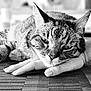 abyssinian, animal, bodypart, cat, claw, electronics, face, finger, hand, hardware, head, hook, kitten, manx, person, pet, photography, portrait, siamese, sleeping