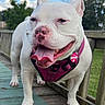 dog, white_dog, outdoor, wooden_deck, harness, pink_nose, tongue_out, pet_tag, happy_dog, canine, grass, trees, cloudy_sky, daylight, close_up, animal, pet, muzzle, ears, smiling