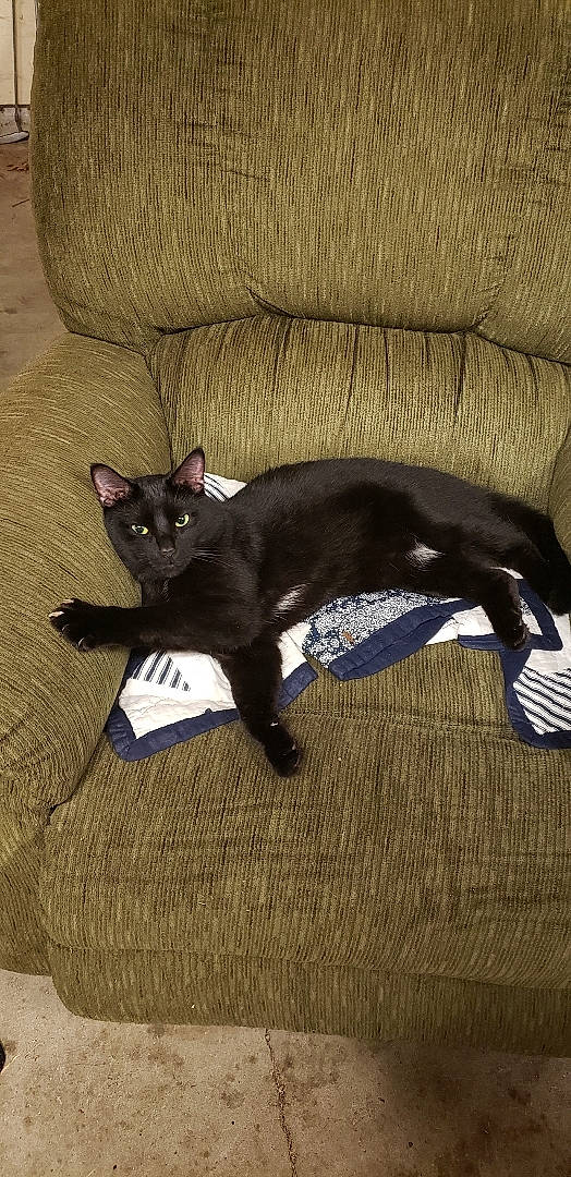 Felix is registered to the contest to win money with this photo: black_cat, bombay, carnivore, cat, comfort, couch, dog_breed, domestic_short_haired_cat, felidae, flooring, fur, grey, hardwood, linens, small_to_medium_sized_cats, snout, tail, vertebrate, whiskers, wood