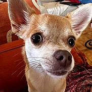 Taly a rejoint le concours — aidez-le/la à gagner de superbes lots ! dog, close_up, indoor, pet, animal, ears, face, curious, cute, whiskers, brown, white, couch, textile, home, portrait, small_dog, canine, fur, expression