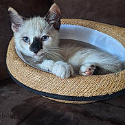 Alya participe au concours pour gagner de l'argent avec cette photo : animal, blue_eyes, brown_background, cat, couch, cozy, cute, domestic_animal, feline, fur, hat, indoor, kitten, paw, pet, relaxed, resting, whiskers, woven_hat, young_cat