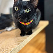 Baggy participe au concours pour gagner de l'argent avec cette photo : animal, black_cat, blurred_background, cat, close_up, collar, curious, cute, domestic_cat, feline, focused, house, indoor, looking_up, pet, portrait, small, whiskers, wooden_table, yellow_eyes