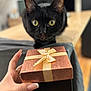Baggy participe au concours pour gagner de l'argent avec cette photo : animal, attention, black_cat, bow, cat, closeup, curious, domestic_cat, face, feline, focus, gift_box, hand, indoor, nails, pet, present, ribbon, table, yellow_eyes