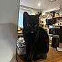 animal, appliances, black_cat, cat, cozy, curious, cute, domestic_cat, feline, household, indoor, interior, kitchen, lighting, mischievous, pet, shelves, table, tongue_out, wooden_table