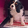 dog, puppy, tricolor, cavalier_king_charles_spaniel, fluffy, long_ears, sitting, portrait, pet, animal, black_fur, white_fur, brown_markings, white_chest, front_paws, doormat, doorway, indoors, home, photograph