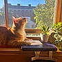 cat, orange_tabby, windowsill, sunlight, book, succulent, plant, window, greenery, indoor, cozy, relaxed, curious, daylight, home, potted_plant, resting, animal, pet, feline