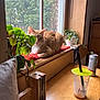 cat, orange_tabby, window, plants, houseplants, wooden_table, drink, straw, can, indoor, natural_light, window_screen, cozy, relaxing, red_mat, greenery, furniture, potted_plants, calm, domestic