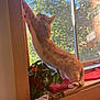 cat, orange_tabby, stretching, window, windowsill, plant, indoor, sunlight, green_leaves, red_mat, wooden_frame, blue_sky, daylight, feline, pet, curious, home, cozy, nature_view, relaxed