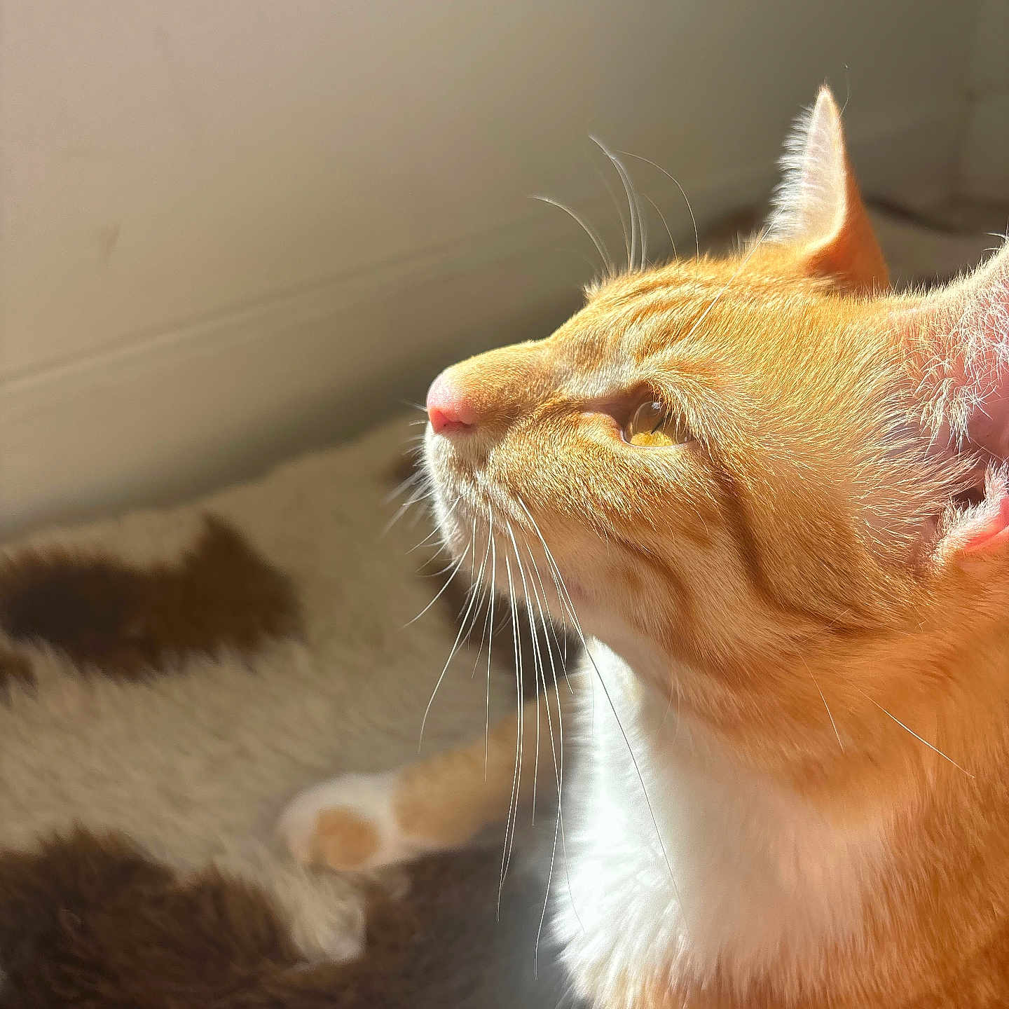 Muesli joined the competition — help win amazing prizes! animal, blanket, cat, closeup, cozy, cute, domestic_animal, feline, fur, ginger_cat, indoor, pet, portrait, profile, relaxed, resting, soft, sunlight, warm_light, whiskers