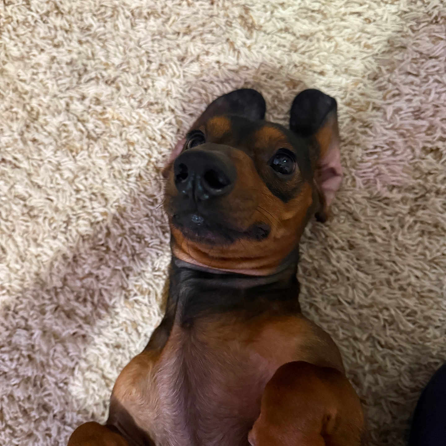 Choco is registered to the contest to win money with this photo: adorable, animal, black, brown, carpet, companion, cute, dog, domestic, fur, indoor, looking_up, lying_down, mammal, paws, pet, playful, relaxed, shaggy_carpet, small_dog