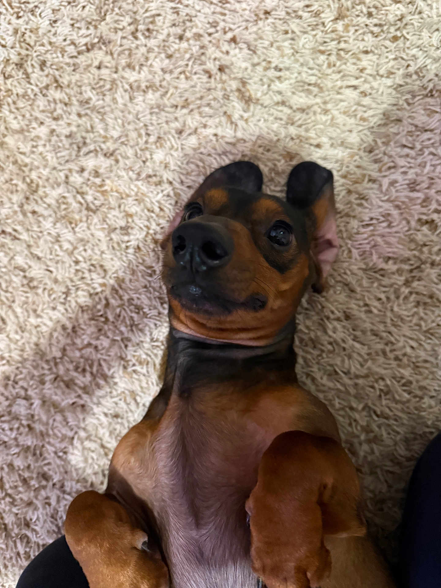 Choco is registered to the contest to win money with this photo: dog, pet, lying_down, brown, black, small_dog, carpet, indoor, cute, paws, fur, animal, relaxed, looking_up, shaggy_carpet, mammal, companion, domestic, playful, adorable