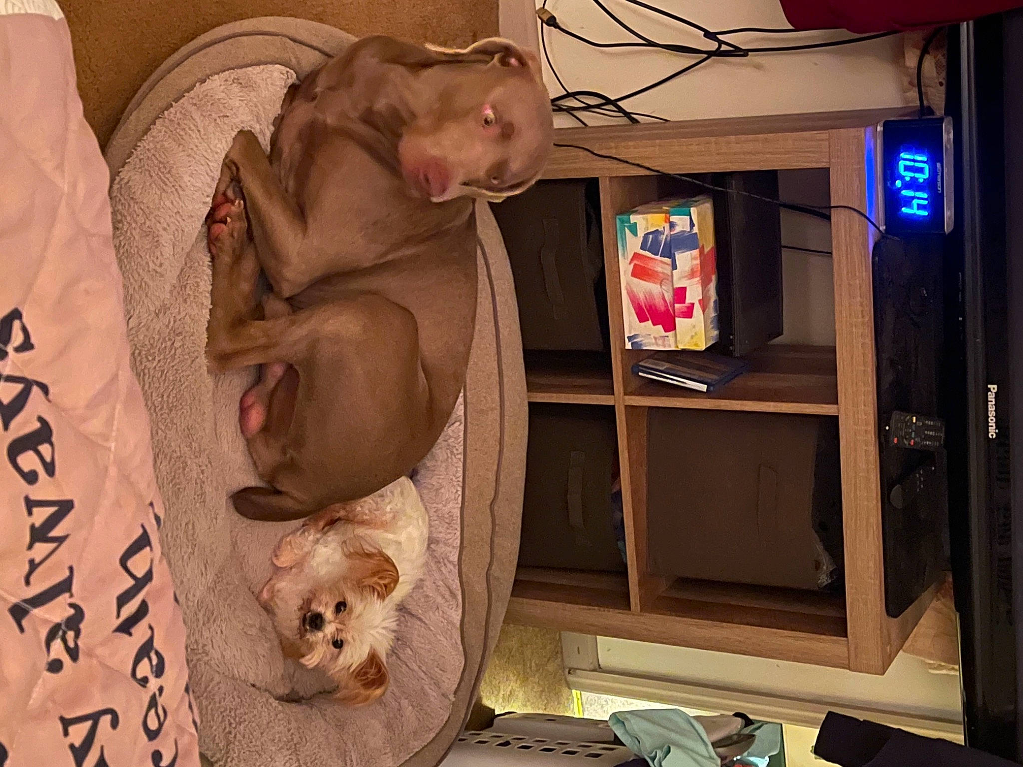 Jagger joined the competition — help win amazing prizes! baby, canidae, carnivore, child, comfort, companion_dog, couch, dog, dog_breed, fawn, felidae, fur, handwriting, room, small_to_medium_sized_cats, sporting_group, toy, toy_dog, whiskers, wood