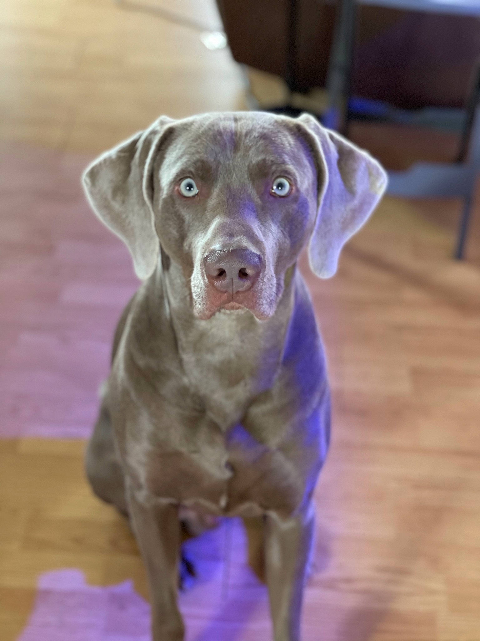 Jagger is registered to the contest to win money with this photo: borador, canidae, carnivore, chair, companion_dog, dog, dog_breed, dog_collar, electric_blue, fawn, flooring, fur, gun_dog, hardwood, liver, sporting_group, varnish, whiskers, wood, working_animal