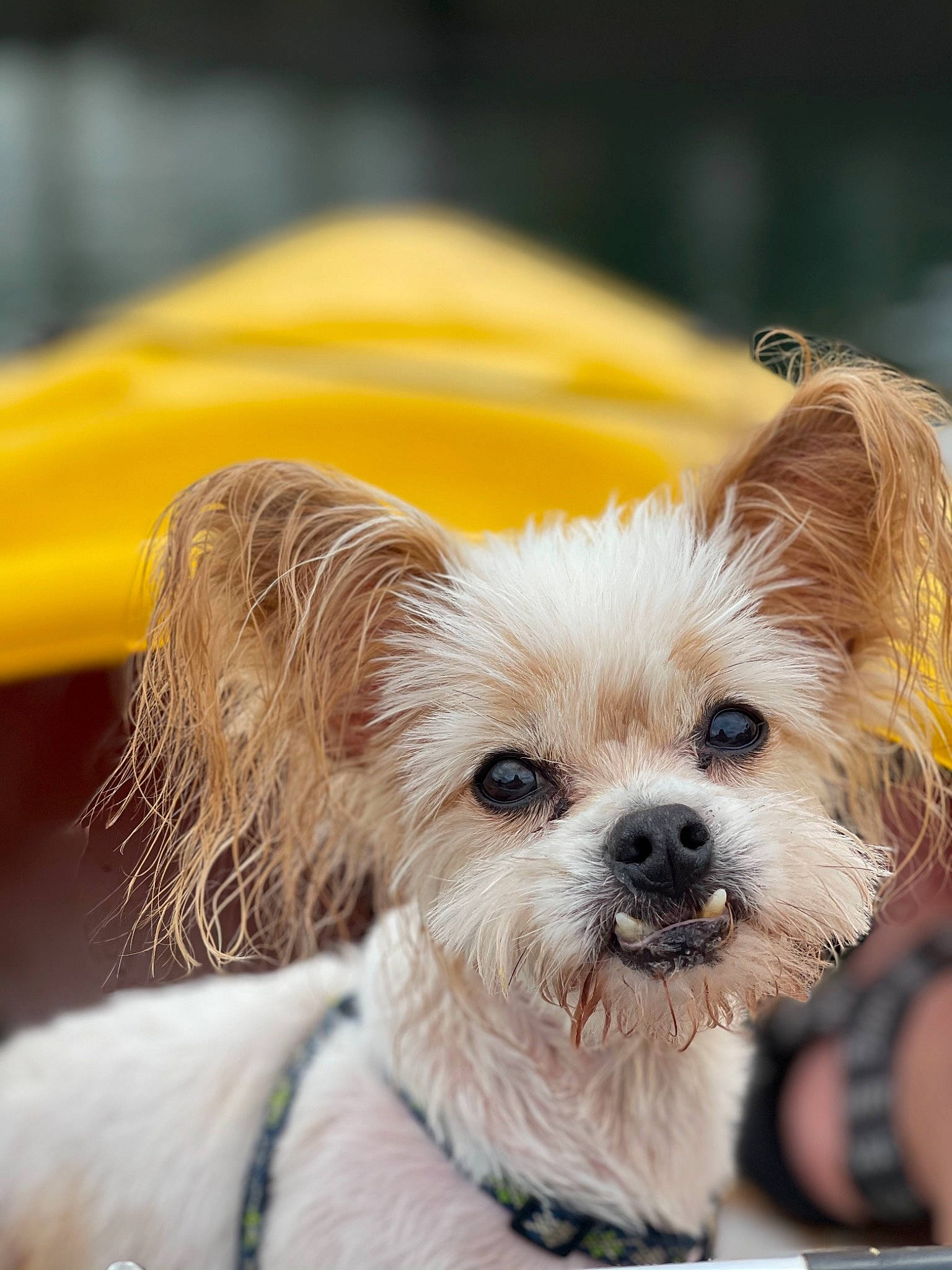 Chubby joined the competition — help win amazing prizes! biewer_terrier, canidae, carnivore, collar, companion_dog, dog, dog_breed, dog_collar, dog_supply, fur, happy, maltepoo, puppy_love, small_terrier, sporting_group, terrier, toy_dog, whiskers, working_animal, yorkipoo