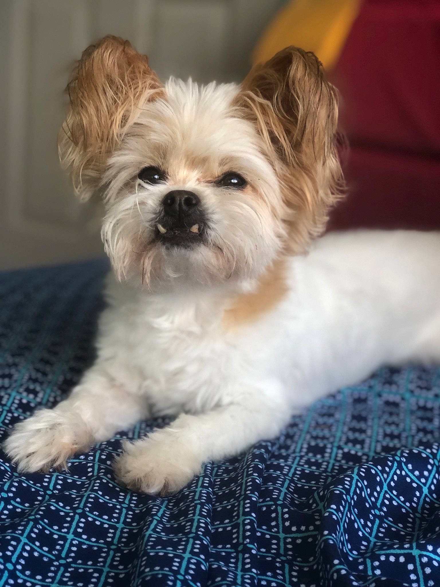 Chubby joined the competition — help win amazing prizes! biewer_terrier, canidae, carnivore, companion_dog, dog, dog_breed, dog_supply, fawn, fur, liver, mal_shi, maltepoo, poodle_crossbreed, small_terrier, snout, sporting_group, terrier, toy_dog, working_animal, yorkipoo