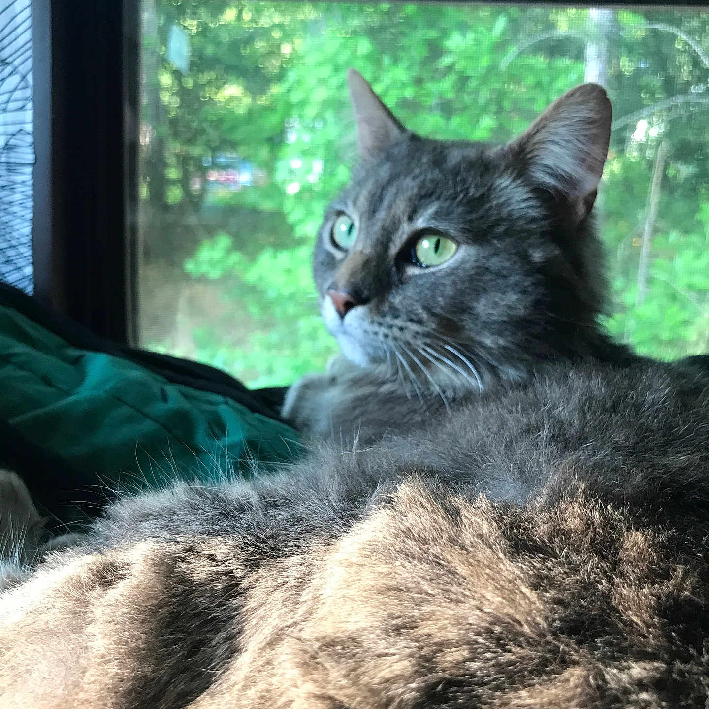 Skelly is registered to the contest to win money with this photo: abyssinian, angora, animal, blackcat, blanket, bodypart, cat, couch, ear, furniture, homedecor, indoors, kitten, manx, mouth, person, pet, window