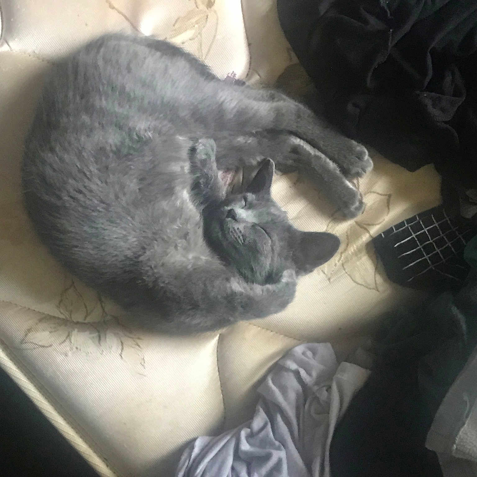 Kibby