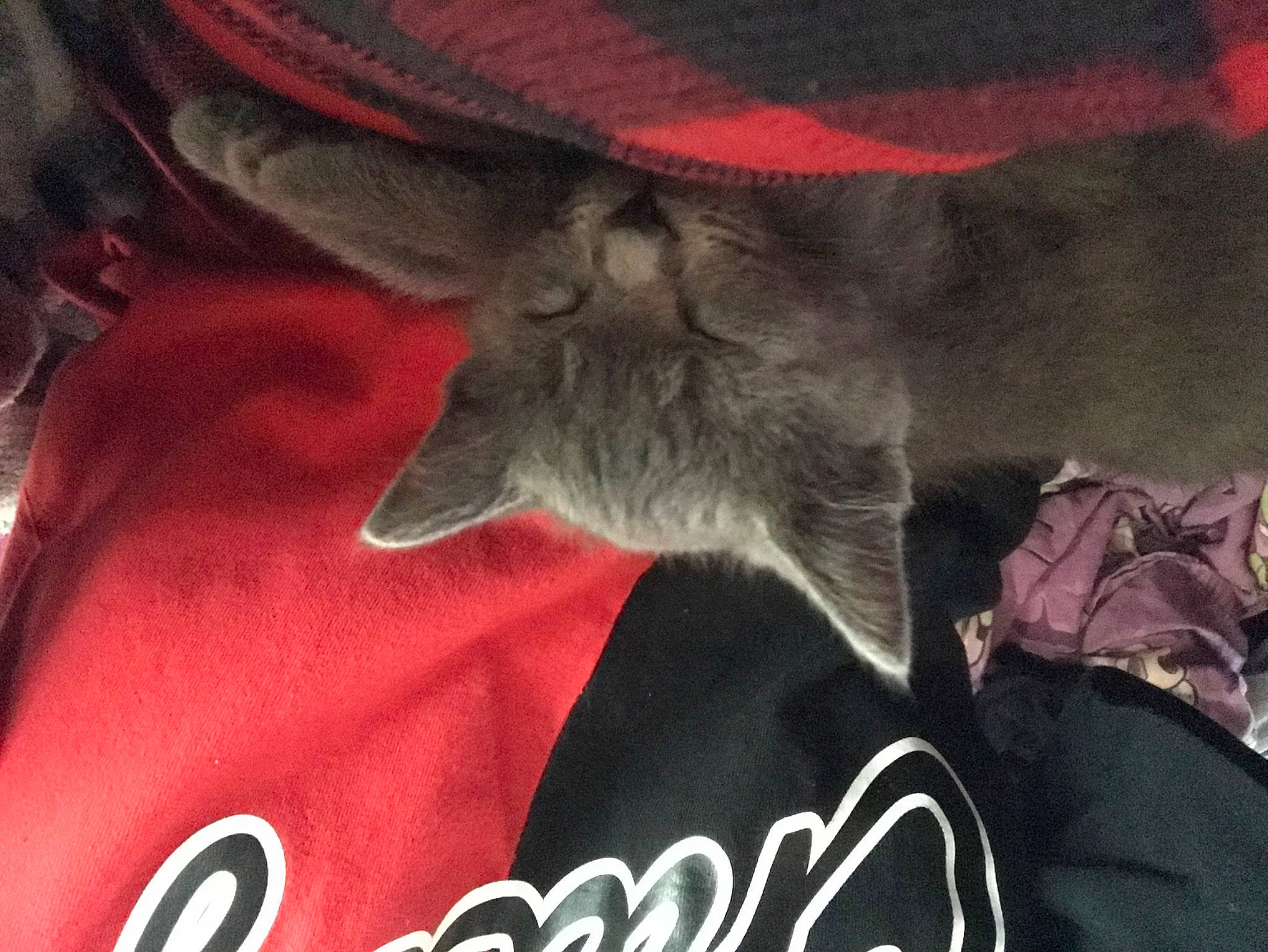 Kibby is registered to the contest to win money with this photo: black, carbonated_soft_drinks, carmine, carnivore, cat, comfort, domestic_short_haired_cat, felidae, font, fur, gesture, grey, logo, red, sleeve, small_to_medium_sized_cats, t_shirt, tail, textile, whiskers
