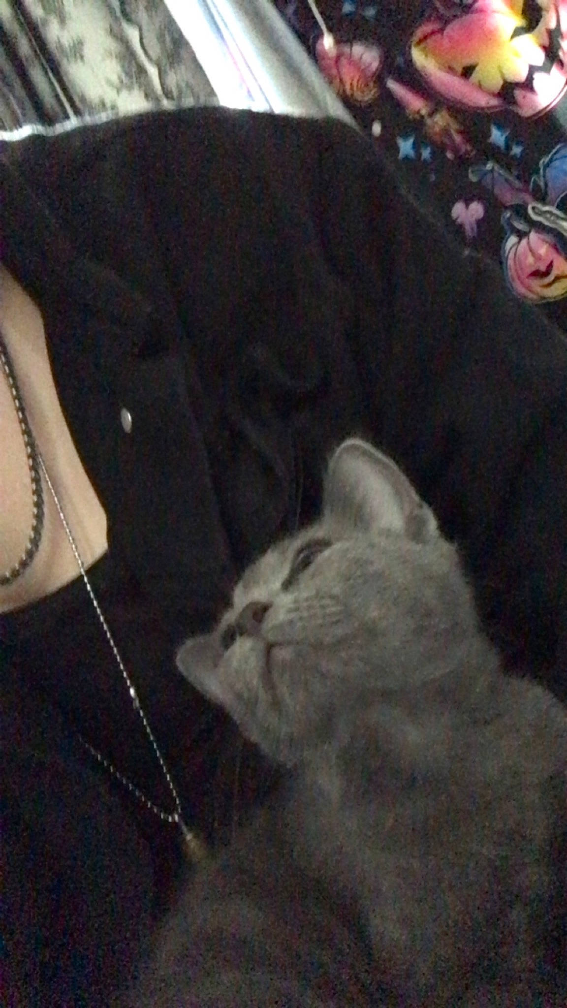 Kibby is registered to the contest to win money with this photo: carnivore, cat, comfort, domestic_short_haired_cat, felidae, fur, grey, linens, monochrome_photography, nap, paw, sleeve, small_to_medium_sized_cats, snout, tail, whiskers