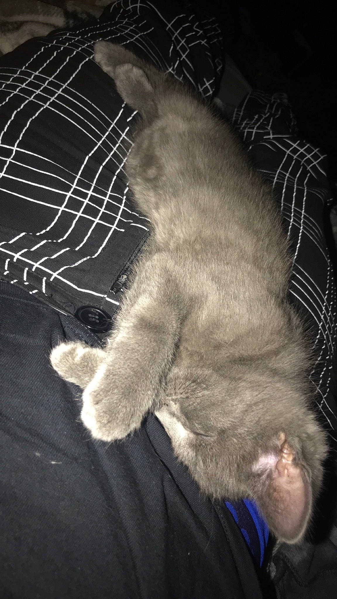 Kibby joined the competition — help win amazing prizes! carnivore, cat, claw, darkness, domestic_short_haired_cat, felidae, foot, fur, gesture, human_leg, monochrome, monochrome_photography, paw, small_to_medium_sized_cats, snout, tail, terrestrial_animal, toe, whiskers, wildlife