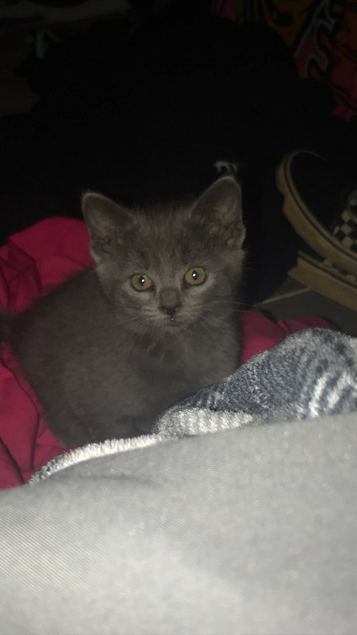 Kibby is registered to the contest to win money with this photo: carnivore, cat, comfort, domestic_short_haired_cat, felidae, fur, grey, russian_blue, sitting, small_to_medium_sized_cats, snout, whiskers