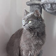 Missy joined the competition — help win amazing prizes! animal, cat, cat_tree, cozy, cute, domestic_cat, ears, feline, fluffy, fur, gray_cat, green_eyes, indoors, looking_away, paws, perched, pet, quiet, soft_light, whiskers