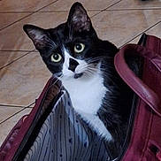 Chipie participe au concours pour gagner de l'argent avec cette photo : cat, tuxedo_cat, bag, open_bag, curious, indoor, floor_tiles, pet, animal, black_and_white, whiskers, ears, wide_eyes, home, cozy, domestic, feline, curiosity, sitting, closeup