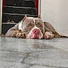 Corleone a rejoint le concours — aidez-le/la à gagner de superbes lots ! dog, pit_bull, lying_down, indoor, hallway, floor, stairs, sneaker, pet, portrait, close_up, pink_nose, floppy_ears, paws, brown_and_white, sad_expression, relaxed, home, shoe, photography