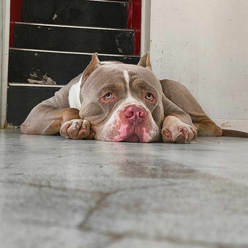 Corleone a rejoint le concours — aidez-le/la à gagner de superbes lots ! dog, pit_bull, lying_down, indoor, hallway, floor, stairs, sneaker, pet, portrait, close_up, pink_nose, floppy_ears, paws, brown_and_white, sad_expression, relaxed, home, shoe, photography