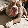 Corleone participe au concours pour gagner de l'argent avec cette photo : dog, pit_bull, lying_down, indoor, kitchen, floor, stone_wall, wooden_furniture, large_dog, brown_and_white, pink_nose, floppy_lips, pointed_ears, paws, looking_at_camera, sunlight, portrait, pet, home, photography