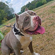 Corleone a rejoint le concours — aidez-le/la à gagner de superbes lots ! dog, pit_bull, bulldog, sitting, outdoors, grass, field, trees, sky, clouds, sunlight, leash, collar, harness, tongue, open_mouth, pink_nose, floppy_ears, portrait, animal