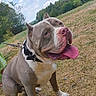 dog, pit_bull, bulldog, sitting, outdoors, grass, field, trees, sky, clouds, sunlight, leash, collar, harness, tongue, open_mouth, pink_nose, floppy_ears, portrait, animal