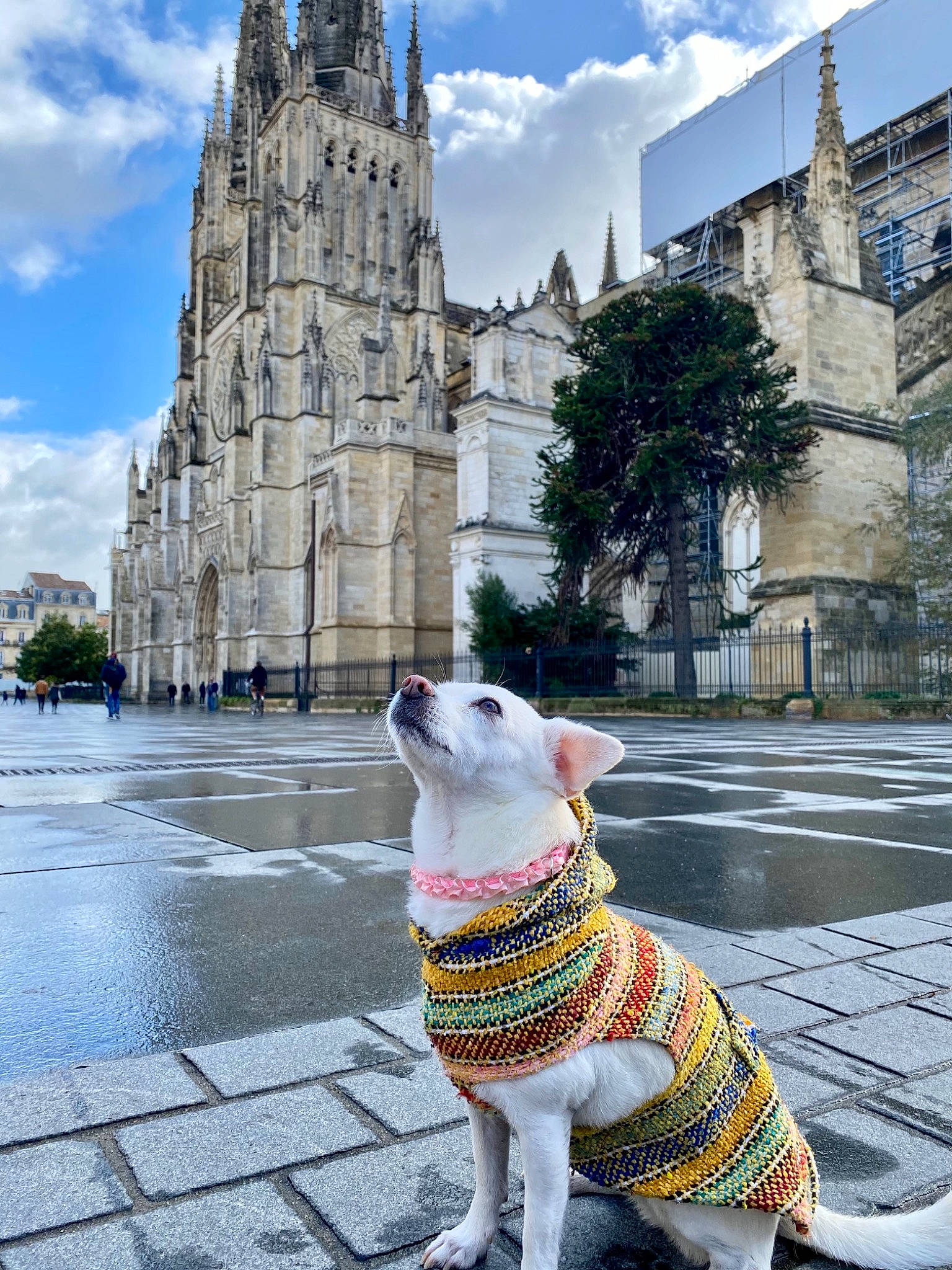 Dory a rejoint le concours — aidez-le/la à gagner de superbes lots ! blue, building, carnivore, cloud, companion_dog, dog, dog_breed, fawn, grass, landmark, leisure, morning, plant, road_surface, sky, tail, tower, tree, wall, working_animal