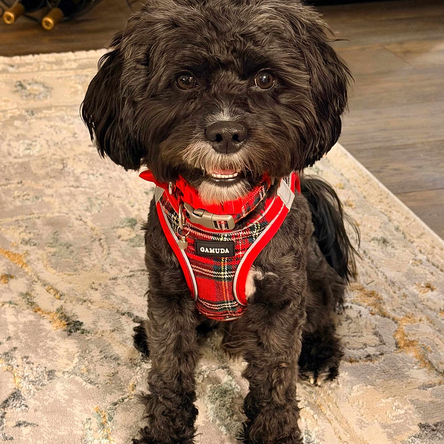 Merlot Benoit Mccann joined the competition — help win amazing prizes! animal, black_dog, carpet, cozy, cute, dog, domestic_animal, ears, eyes, floor, fur, harness, indoor, looking_at_camera, mouth, nose, pet, plaid, red_harness, sitting