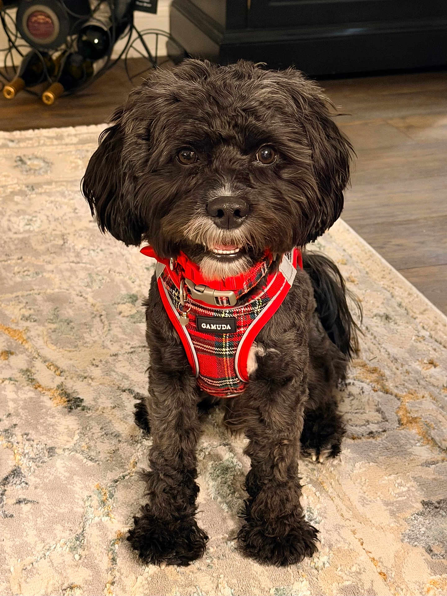 Merlot Benoit Mccann joined the competition — help win amazing prizes! dog, black_dog, pet, indoor, carpet, floor, harness, red_harness, plaid, fur, cute, animal, sitting, looking_at_camera, eyes, nose, mouth, ears, domestic_animal, cozy