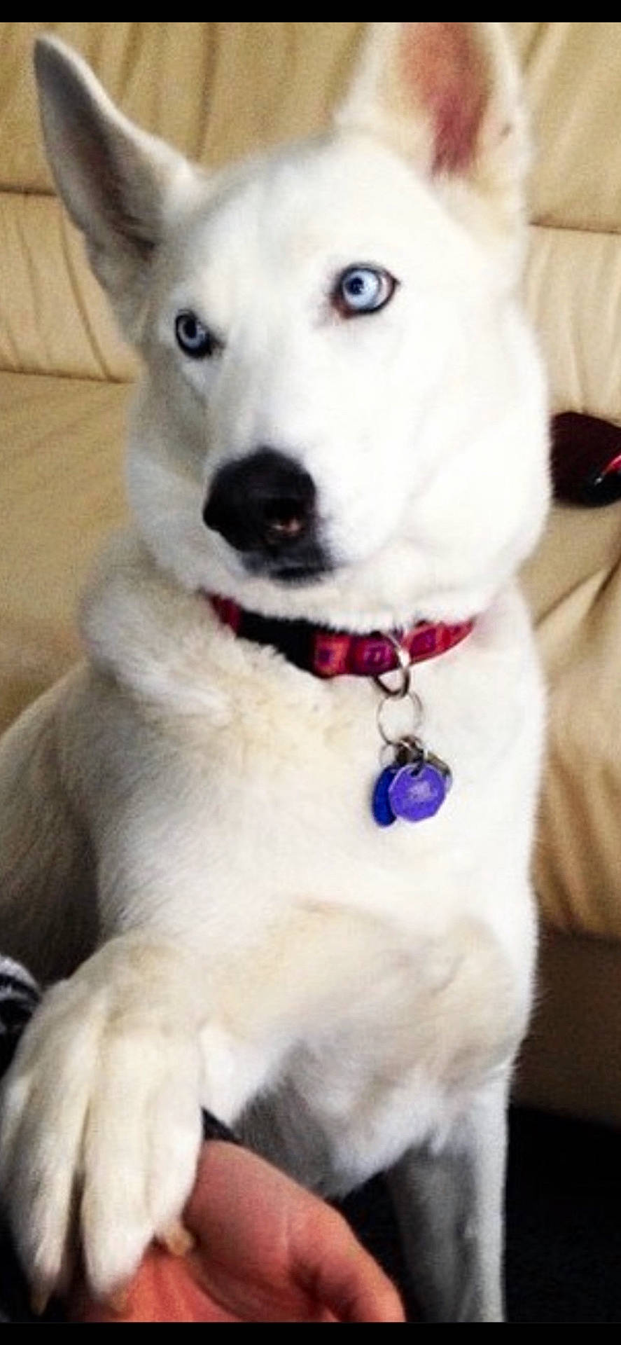 Franco is registered to the contest to win money with this photo: animal, blue_eyes, canine, close_up, collar, companion, couch, dog, domestic_animal, friendship, fur, hand, home, indoor, paw, pet, sitting, tag, trust, white_dog