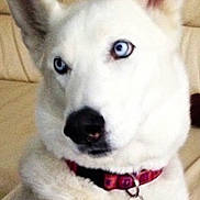 Franco joined the competition — help win amazing prizes! animal, blue_eyes, canine, close_up, collar, companion, curious, dog, domestic, ears, furry, household, indoor, looking_away, nose, pet, portrait, sitting, tag, white_dog