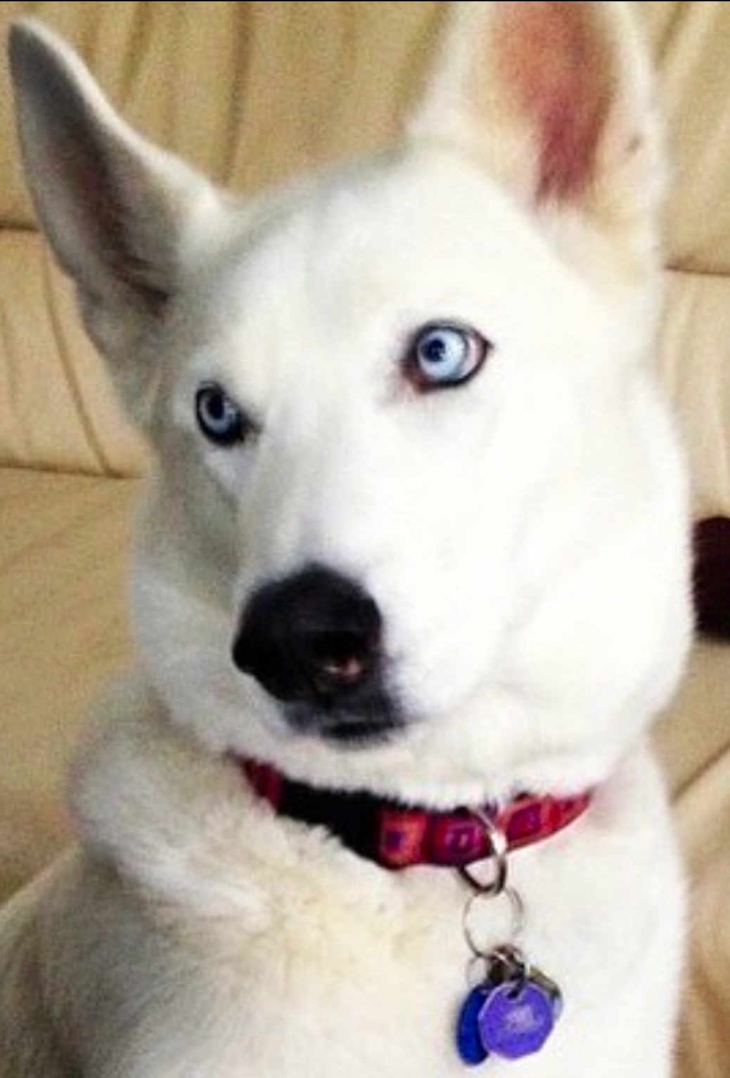 Franco joined the competition — help win amazing prizes! animal, blue_eyes, canine, close_up, collar, companion, curious, dog, domestic, ears, furry, household, indoor, looking_away, nose, pet, portrait, sitting, tag, white_dog