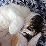 animal, blanket, calico, cat, closeup, cozy, cute, domestic, feline, fur, green_eye, indoor, pattern, paw, pet, relaxed, resting, sleepy, soft, whiskers