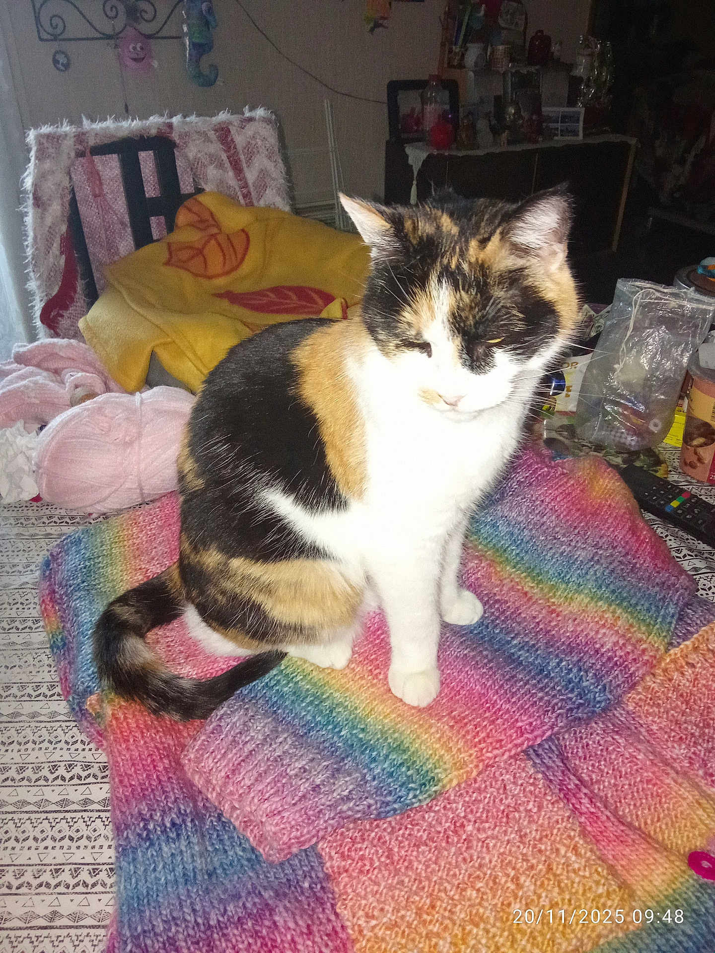 Isabelle participe au concours pour gagner de l'argent avec cette photo : animal, blanket, calico_cat, cat, close_up, colorful, cozy, domestic_cat, furniture, indoor, knitted_sweater, pattern, pet, relaxed, sitting, soft_texture, table, timestamp, warm_lighting, yarn