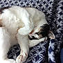 animal, black, blanket, cat, closeup, cozy, cute, domestic, feline, fur, indoor, pattern, paw, pet, playful, relaxed, resting, sleepy, soft, white