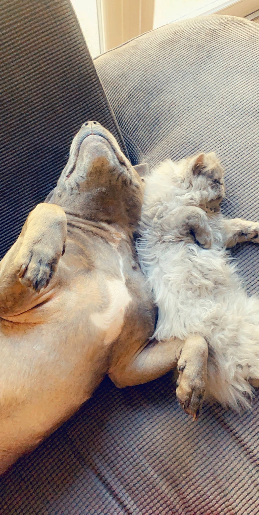 Adonis joined the competition — help win amazing prizes! canidae, carnivore, cat, claw, dog, dog_breed, fawn, felidae, fur, nap, paw, puppy, small_to_medium_sized_cats, sporting_group