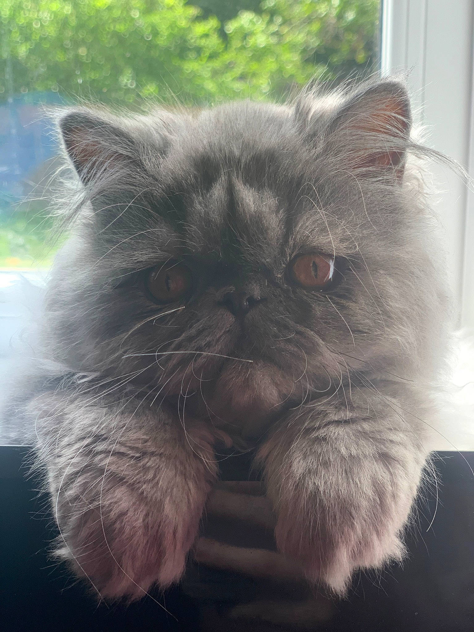 Adonis is registered to the contest to win money with this photo: asian_semi_longhair, british_longhair, british_semi_longhair, british_shorthair, carnivore, cat, close_up, domestic_long_haired_cat, eye, felidae, fur, himalayan, mammal, nose, persian, sky, small_to_medium_sized_cats, snout, vertebrate, whiskers