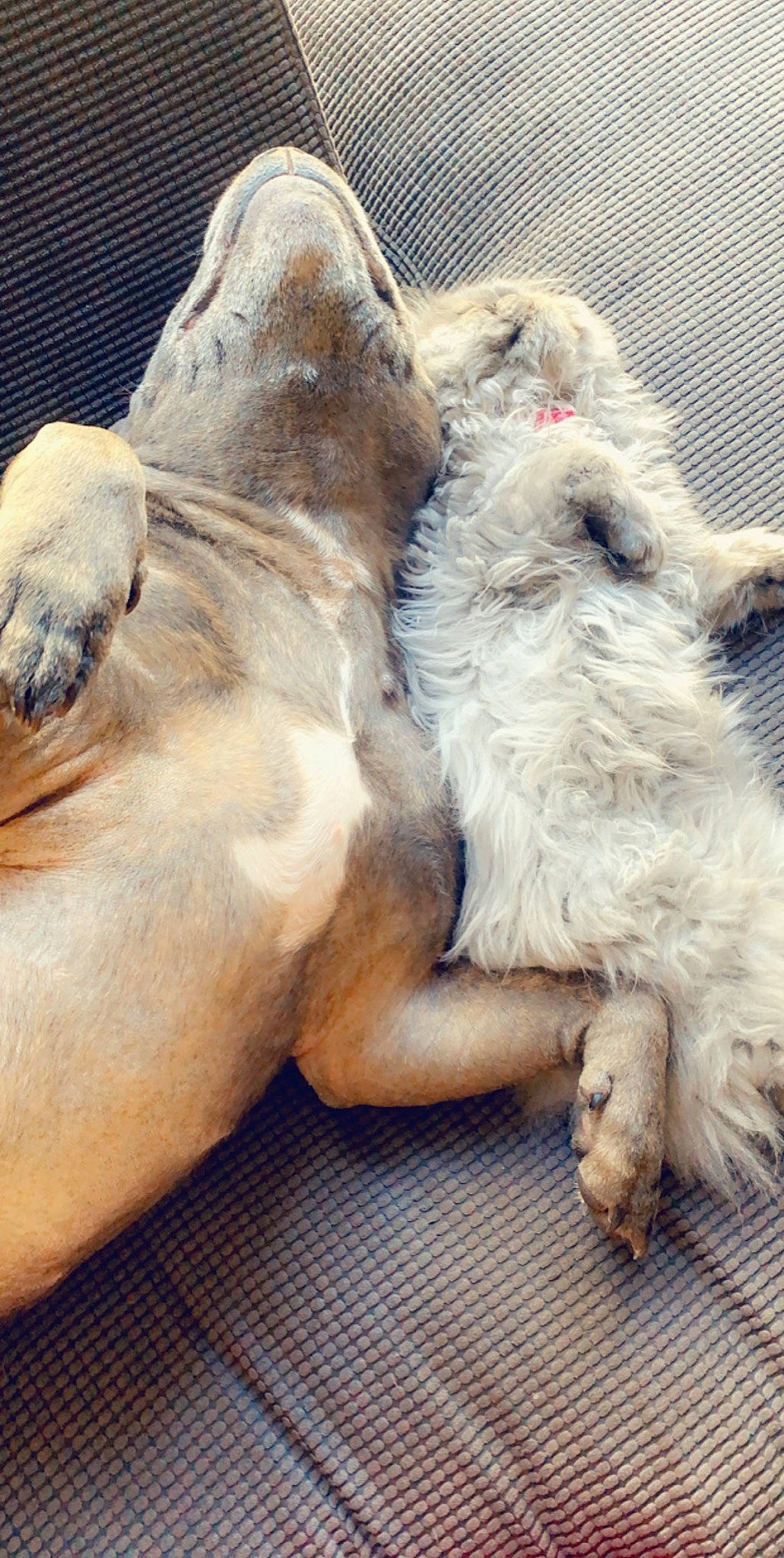 Adonis is registered to the contest to win money with this photo: camel, camelid, canidae, carnivore, companion_dog, dog, dog_breed, fawn