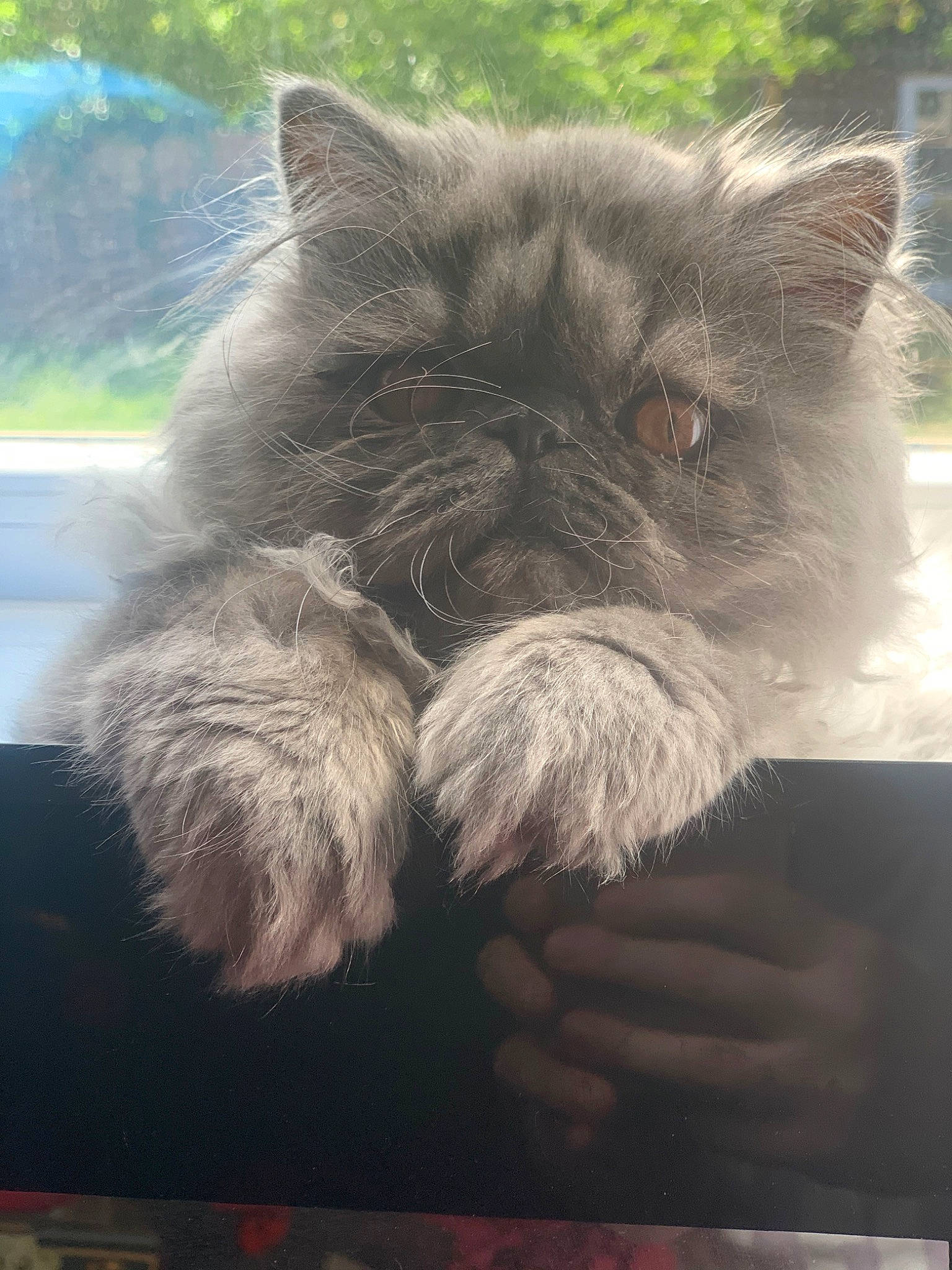 Adonis joined the competition — help win amazing prizes! cairn_terrier, canidae, carnivore, cat, companion_dog, dog, dog_breed, ear, felidae, fur, miniature_schnauzer, small_to_medium_sized_cats, snout, standard_schnauzer, terrier, whiskers