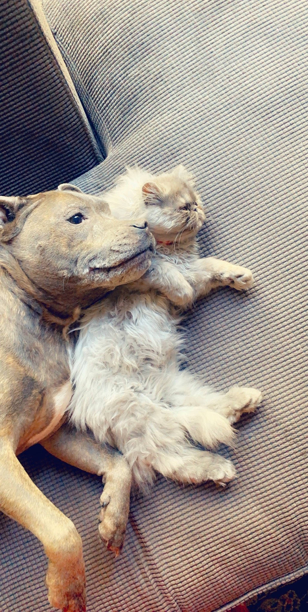 Adonis is registered to the contest to win money with this photo: canidae, carnivore, cat, dog, dog_breed, fawn, felidae, mammal, non_sporting_group, paw, pit_bull, puppy, sporting_group, toy_dog